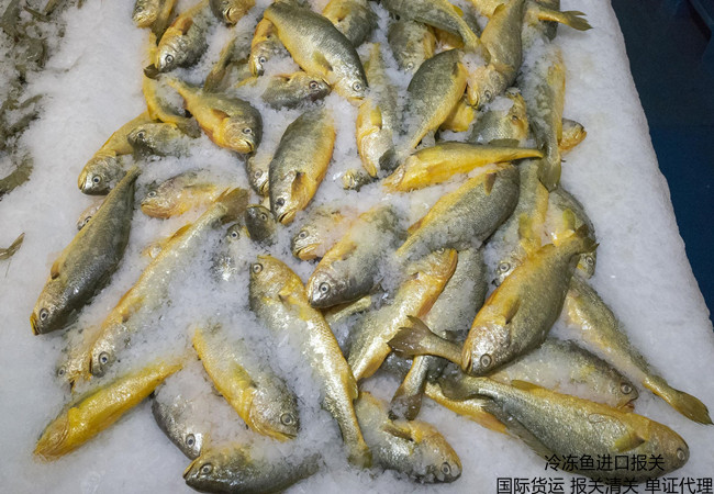 凍魚(yú)報(bào)關(guān),進(jìn)口魚(yú)報(bào)關(guān)公司,進(jìn)口魚(yú)報(bào)關(guān)代理